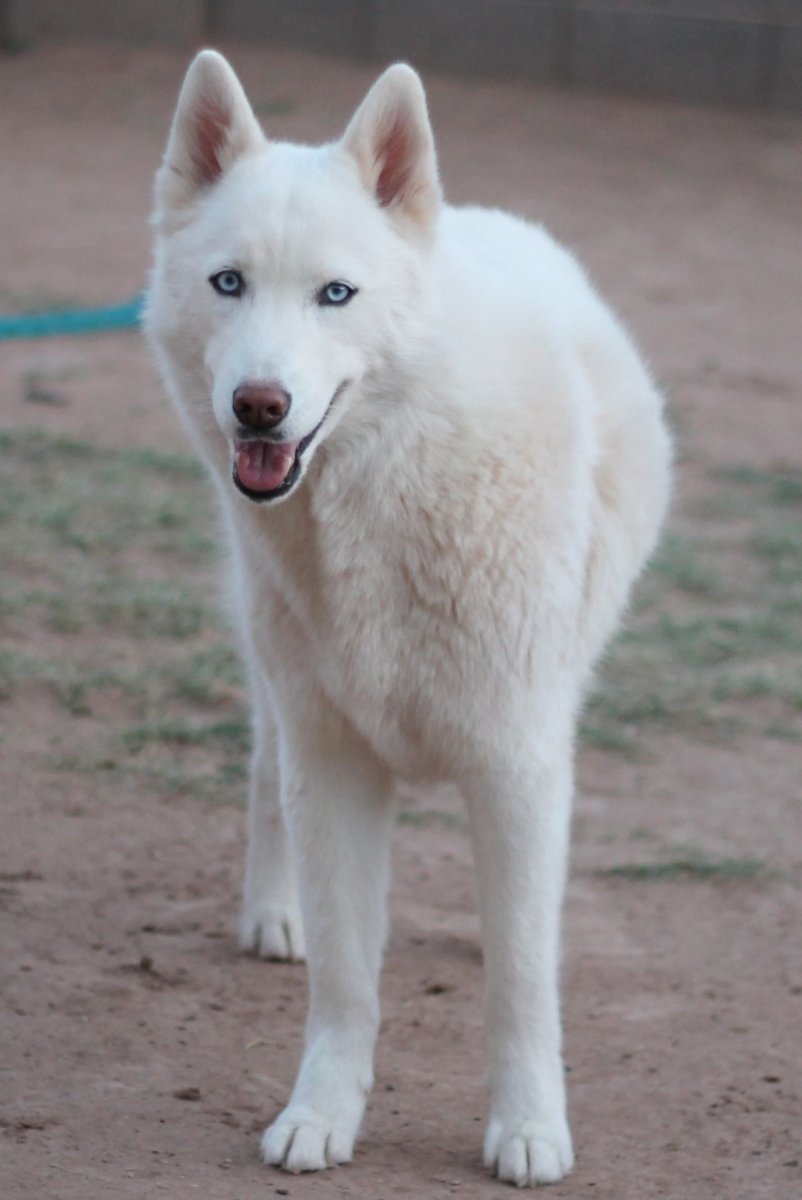 Сибирский хаски белый