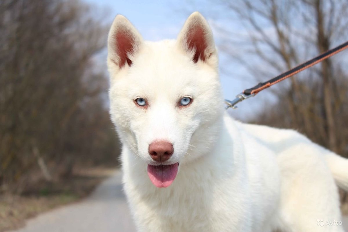 Белый хаски