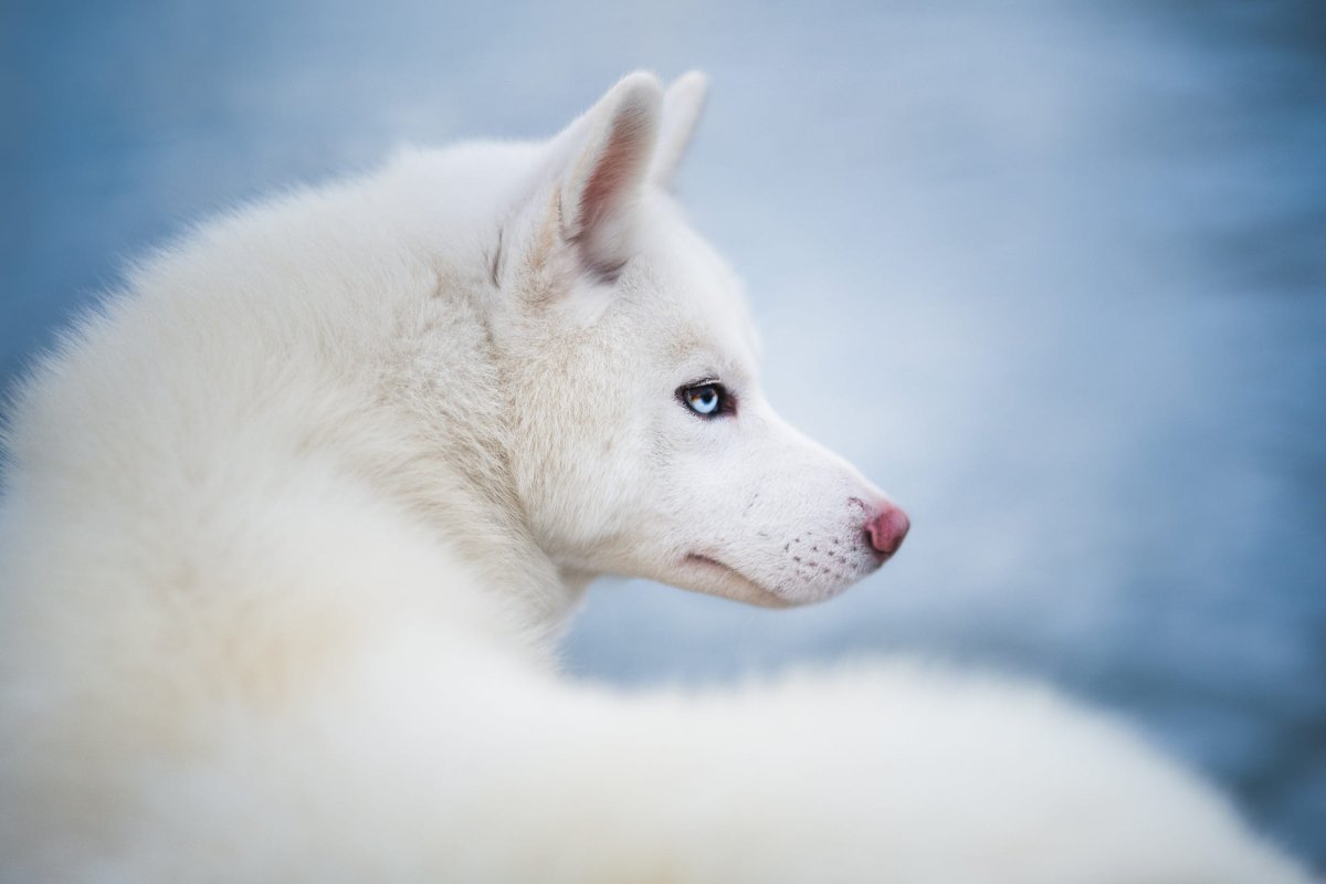 Овчарка альбинос