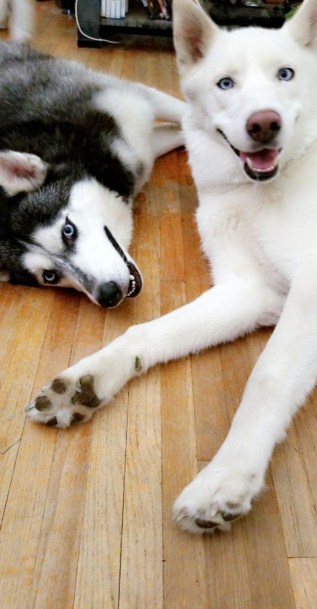 Хаски альбинос