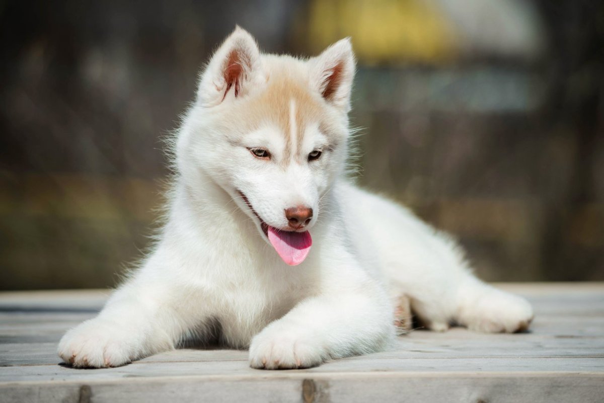 Сибирский хаски альбинос