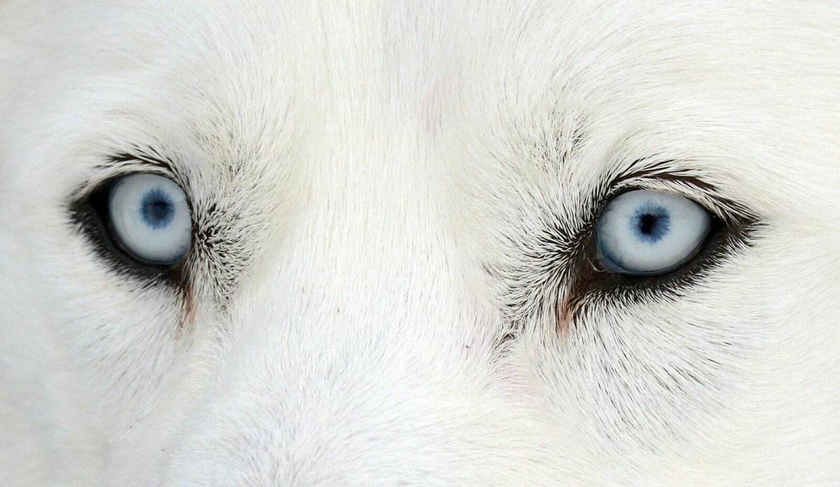 Глаза голубой собаки