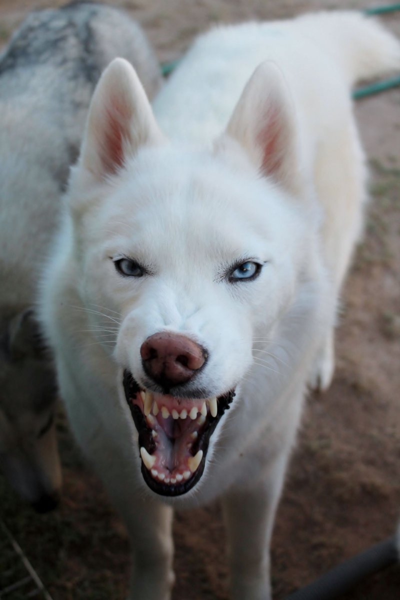 Хаски альбинос