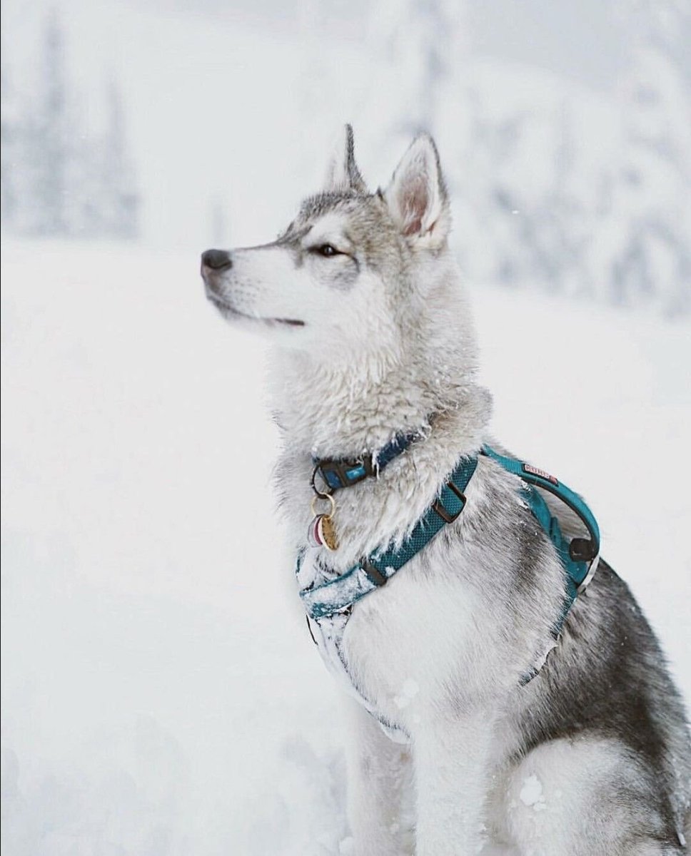 Аляскинская ездовая хаски