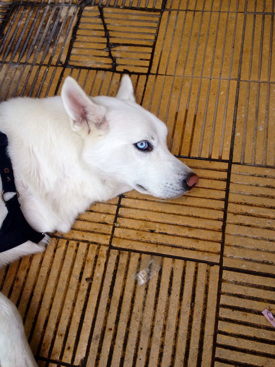 Хаски альбинос