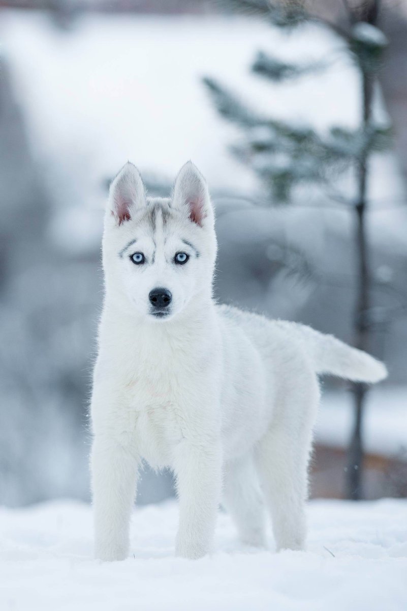 Сибирский хаски белый