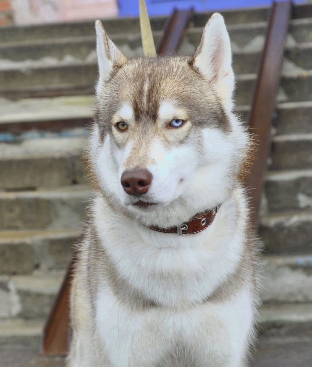 Смесь хаски и лайки