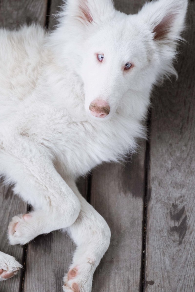 Якутская лайка альбинос