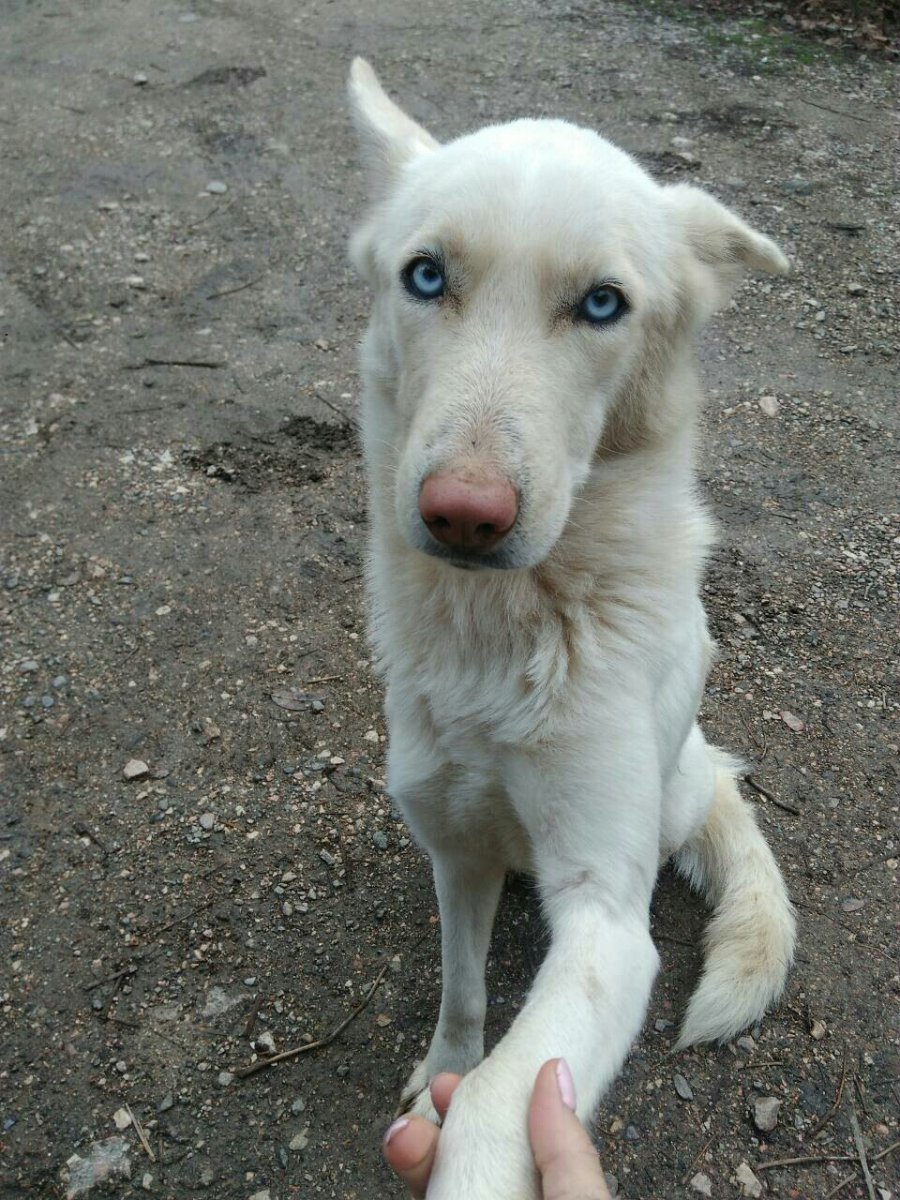 Белый Босерон альбинос