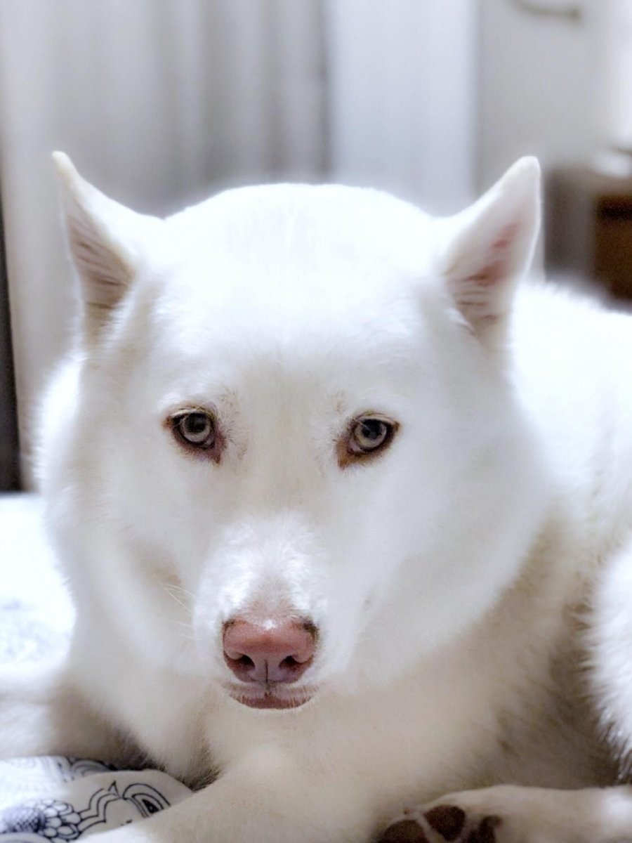 Изабелловый хаски