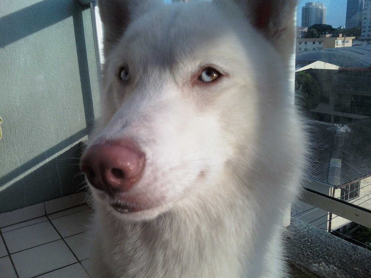 Белые хаски альбинос