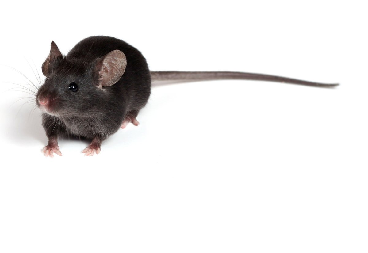 Мышь черная домовая