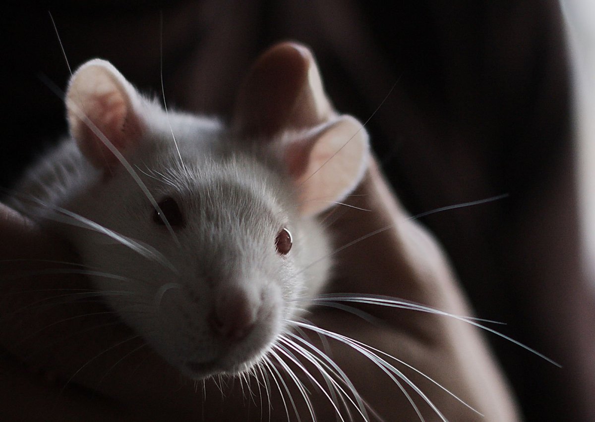 Крысы Эстетика