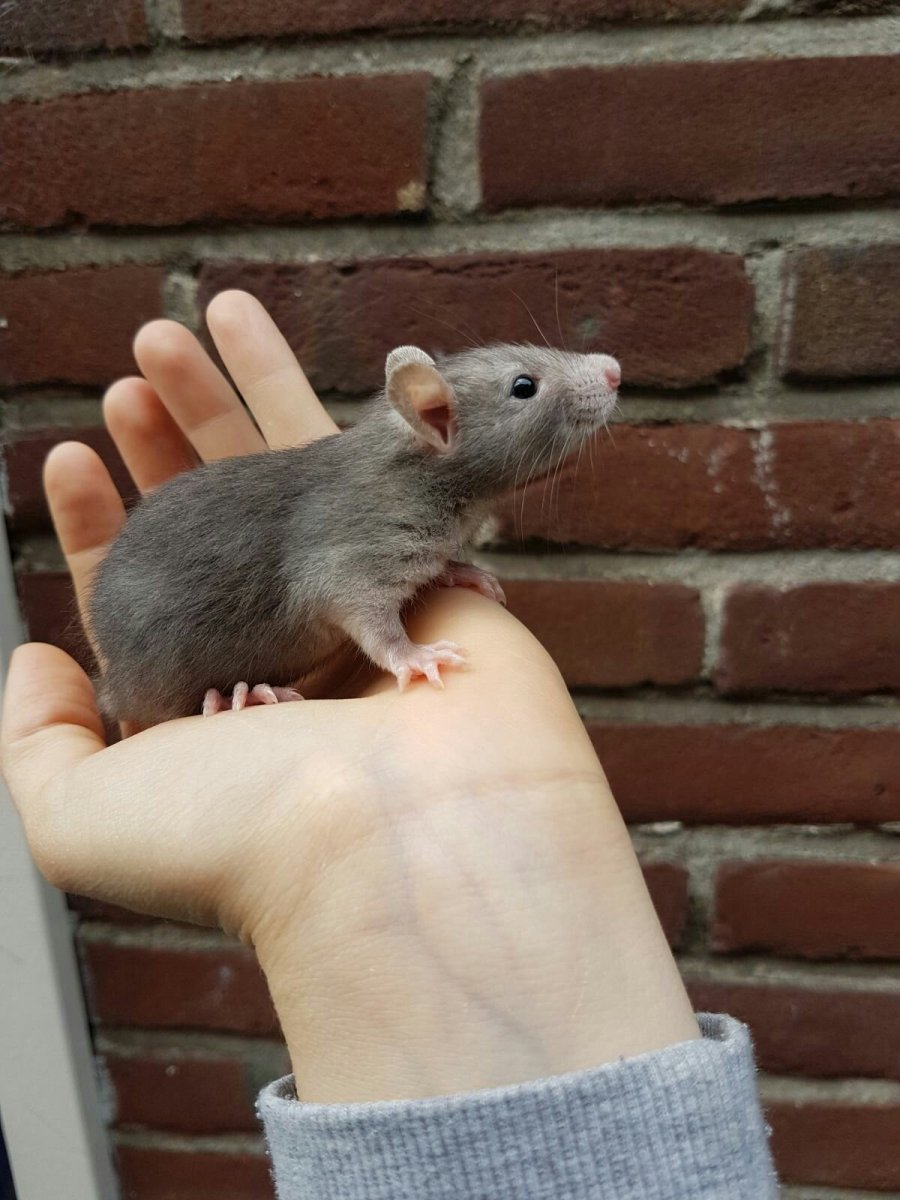 Темно серая мышь