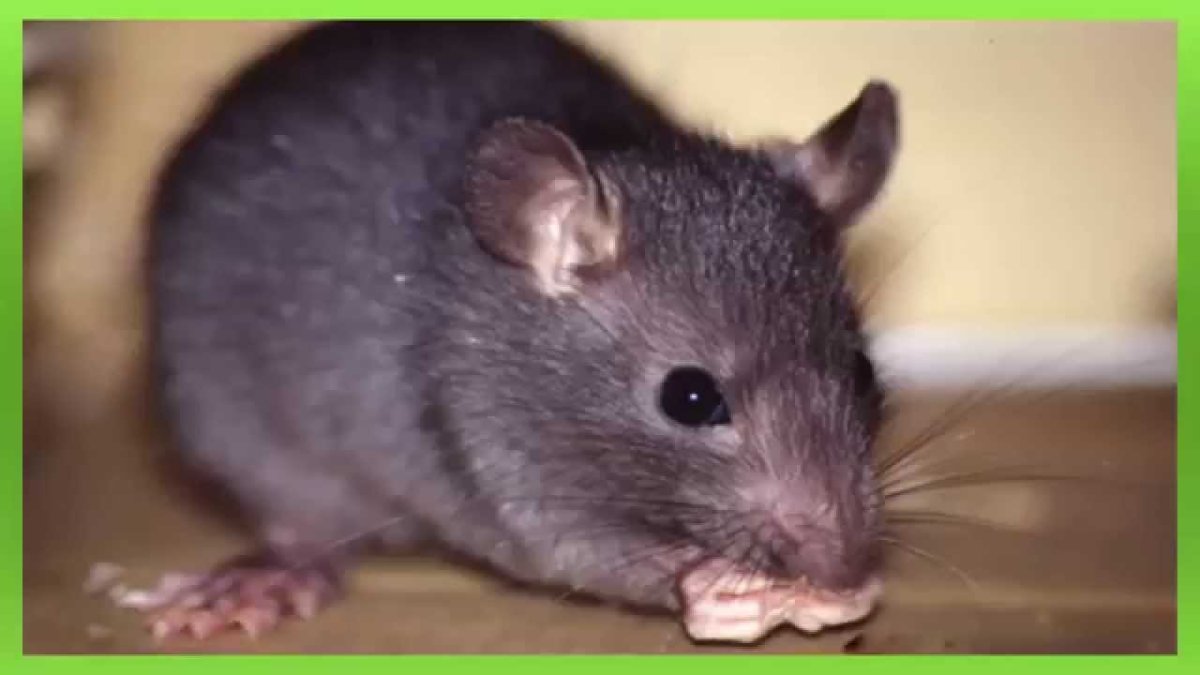 Мышиное ушко