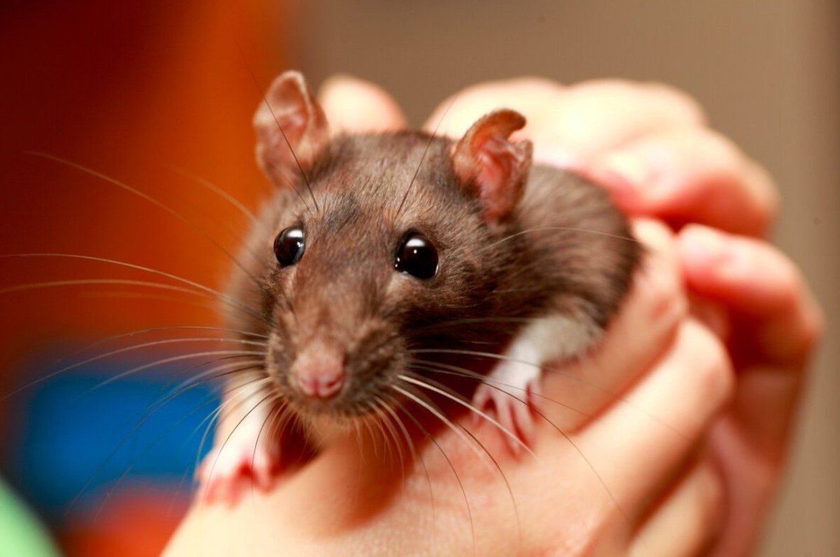 Декоративная крыса Пасюк