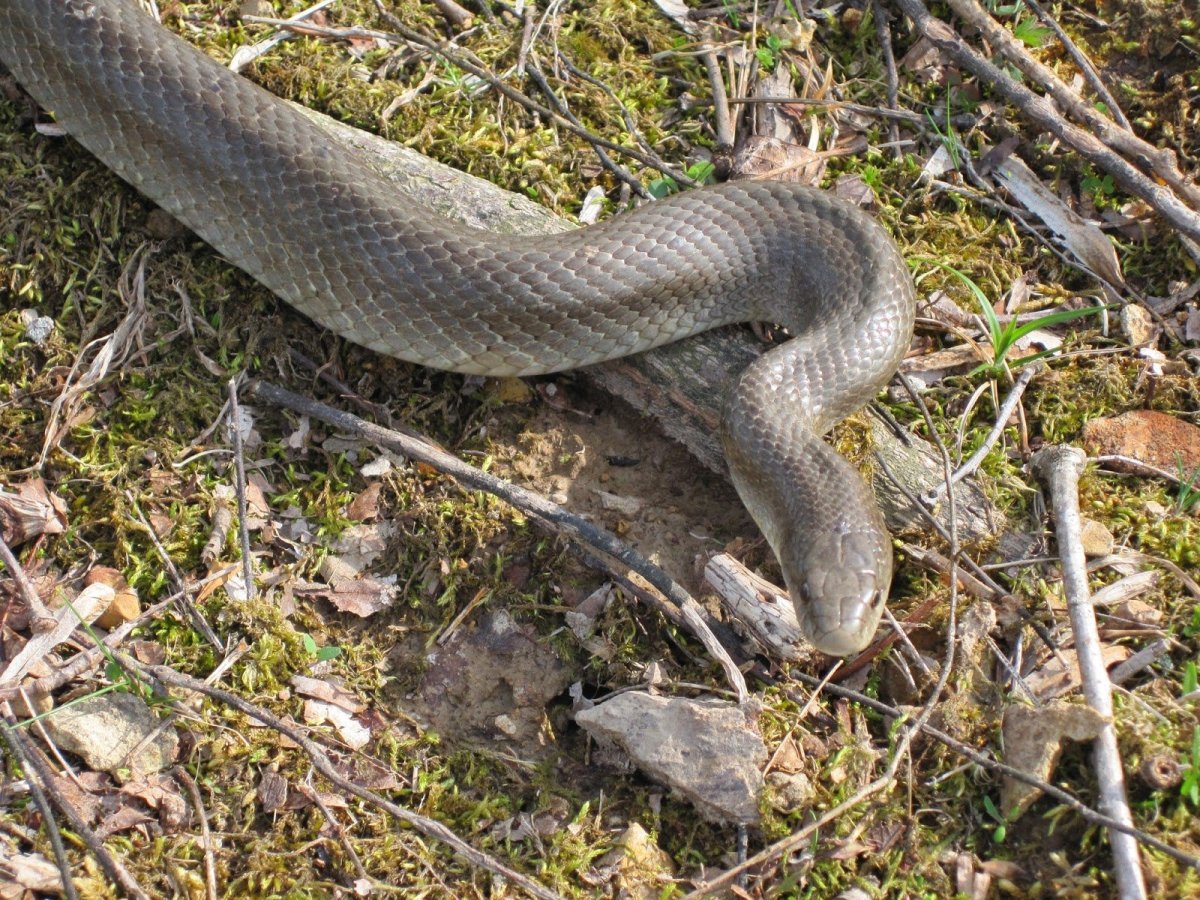 Серый полоз змея