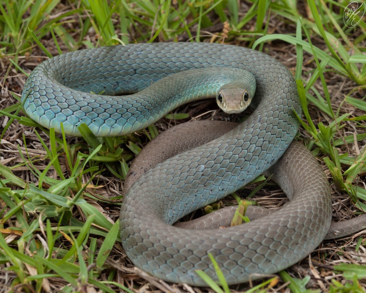 Гадюка обыкновенная голубая