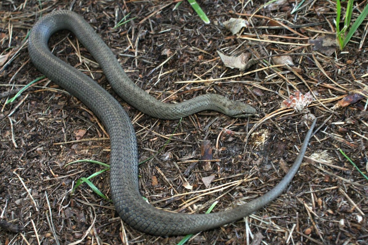 Обыкновенная гадюка медянка