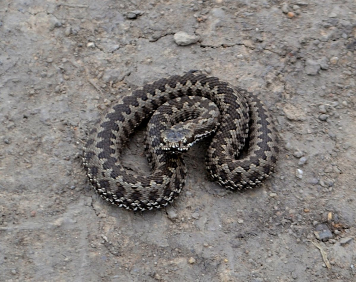 Гадюка Калужская