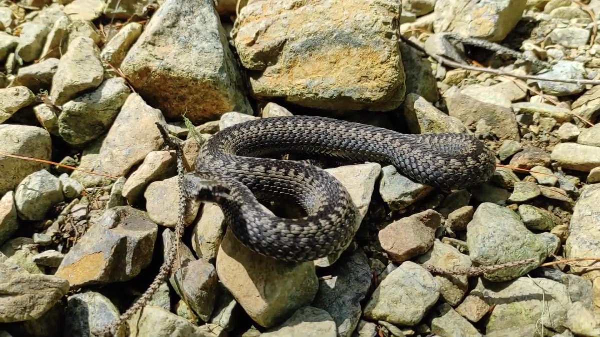 Гадюка Сибирская