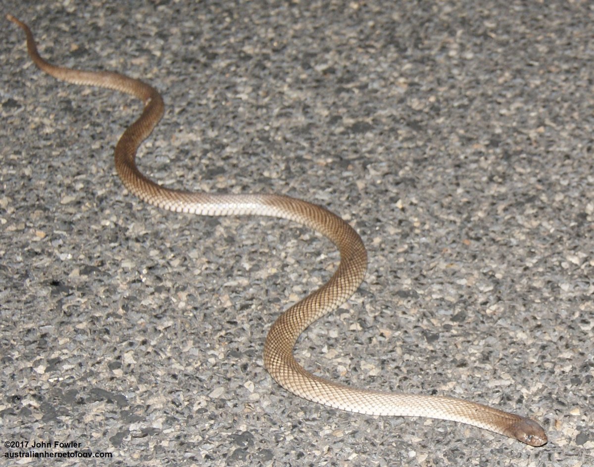 Светло коричневая змея