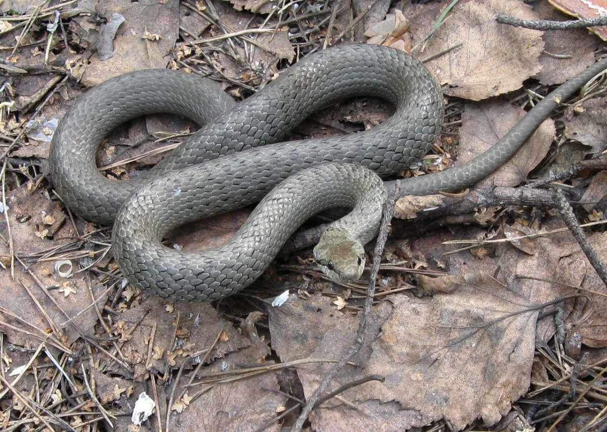 Обыкновенная гадюка медянка