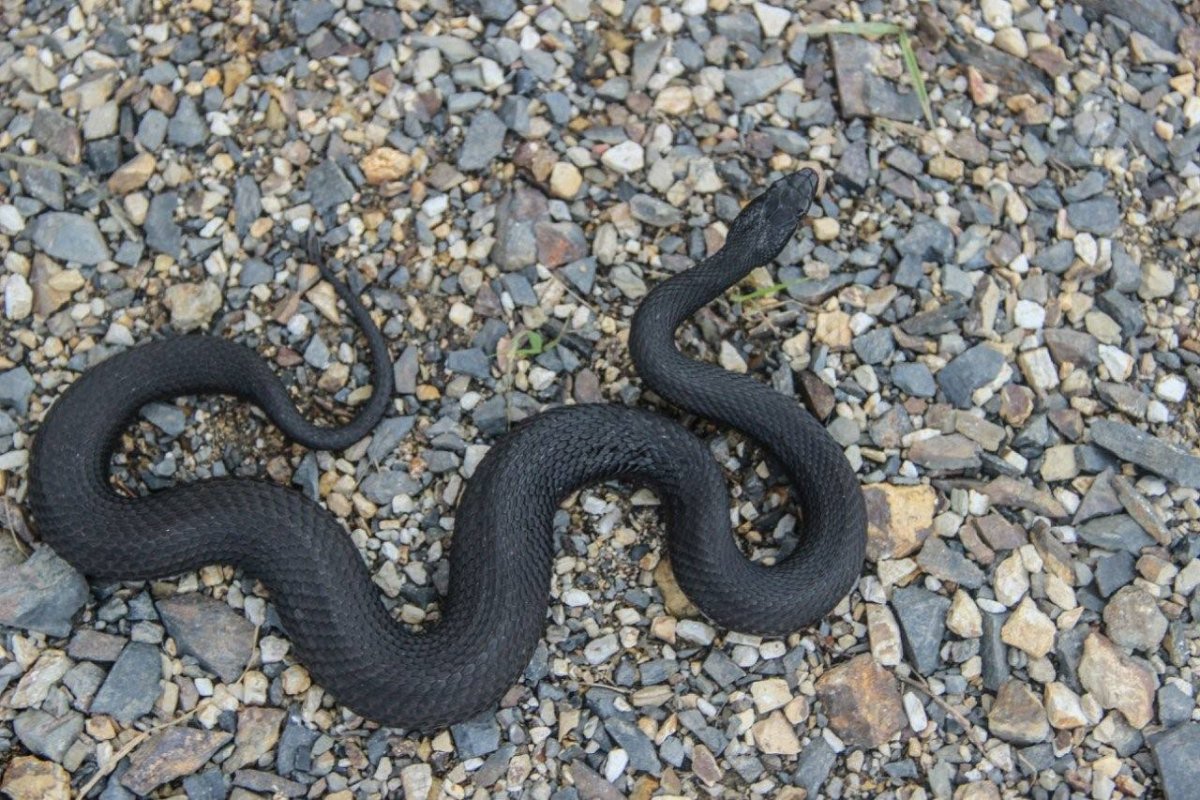 Черная гадюка 3