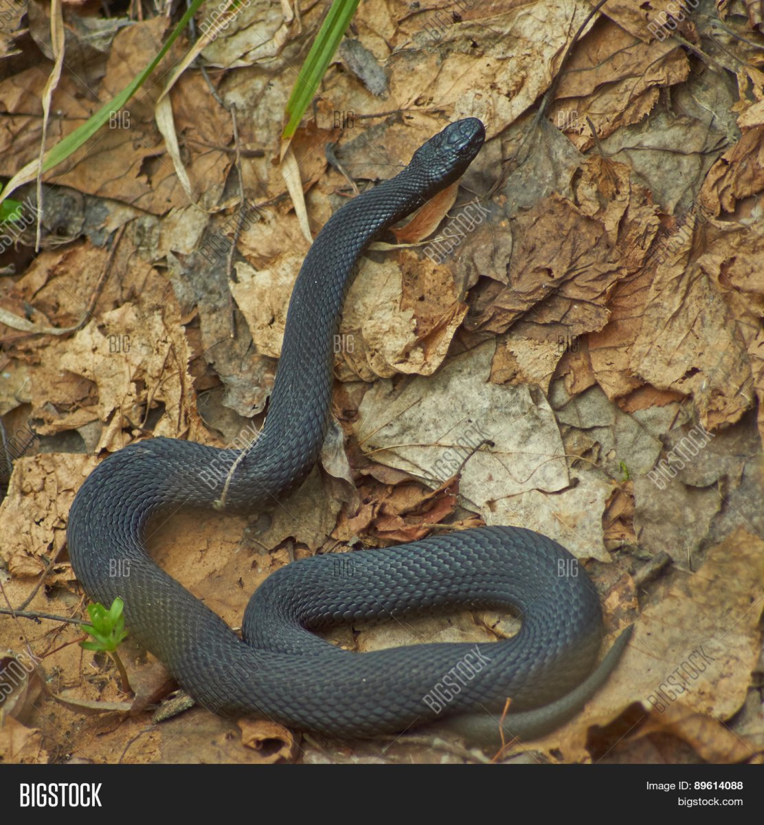 Черная гадюка в Поволжье