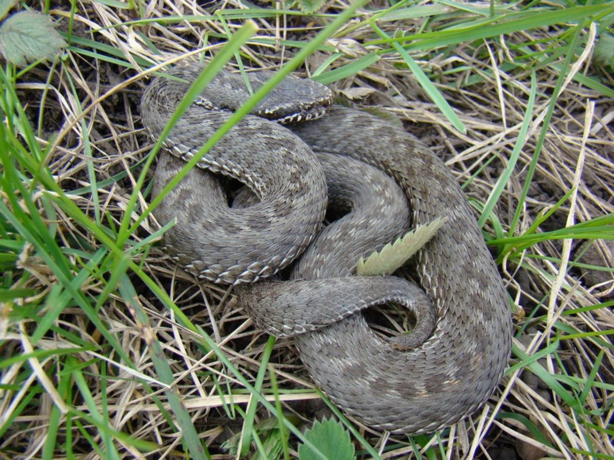 Гадюка Лотиева