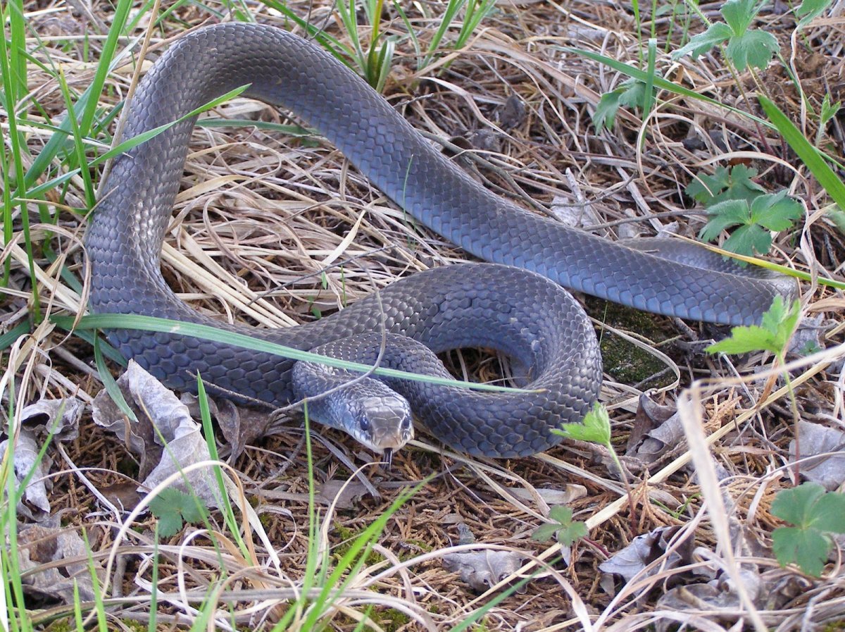 Black Racer Snake