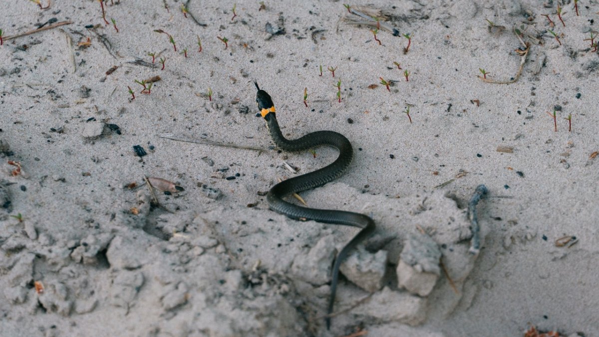 Опасные змеи