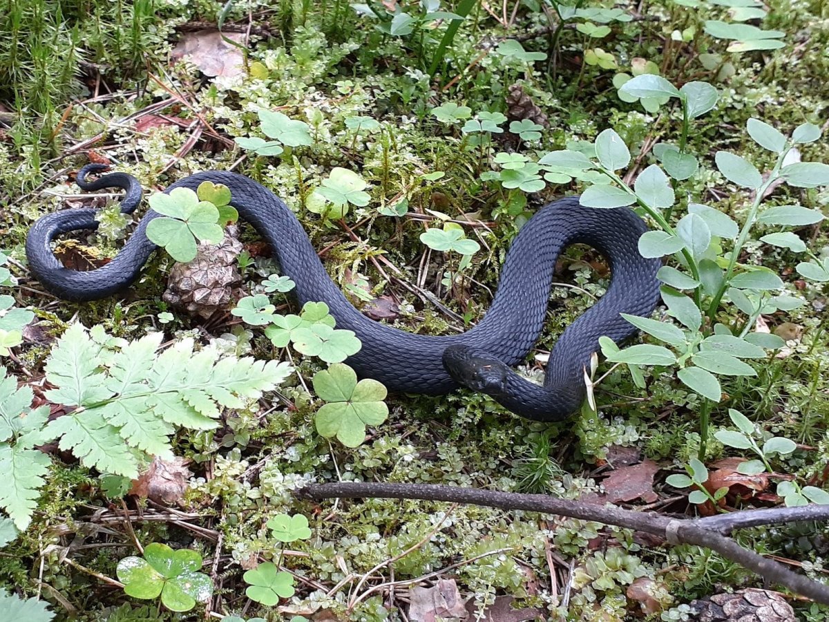 Обыкновенная гадюка меланист