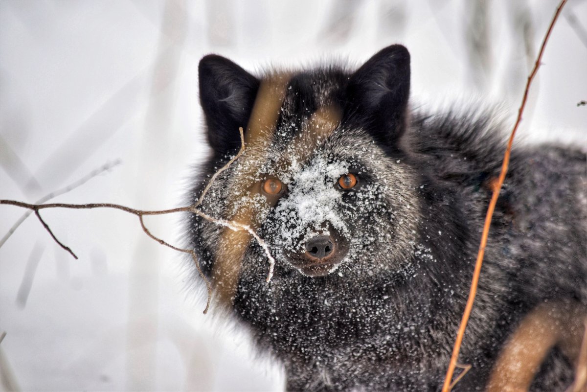 Финская чернобурая лиса
