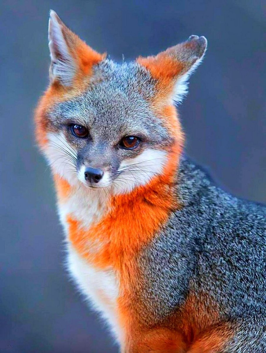 Канадская лиса грей Фокс