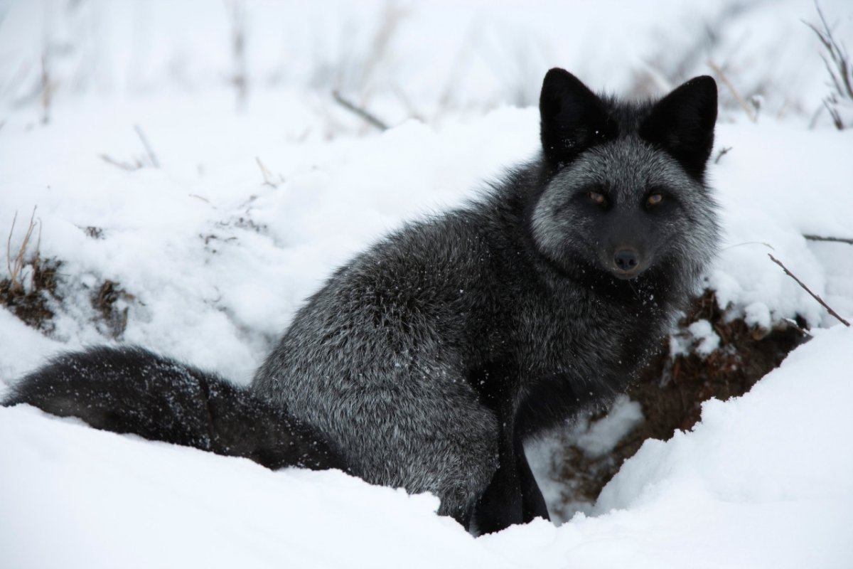 Звероводство чёрнобурая лиса