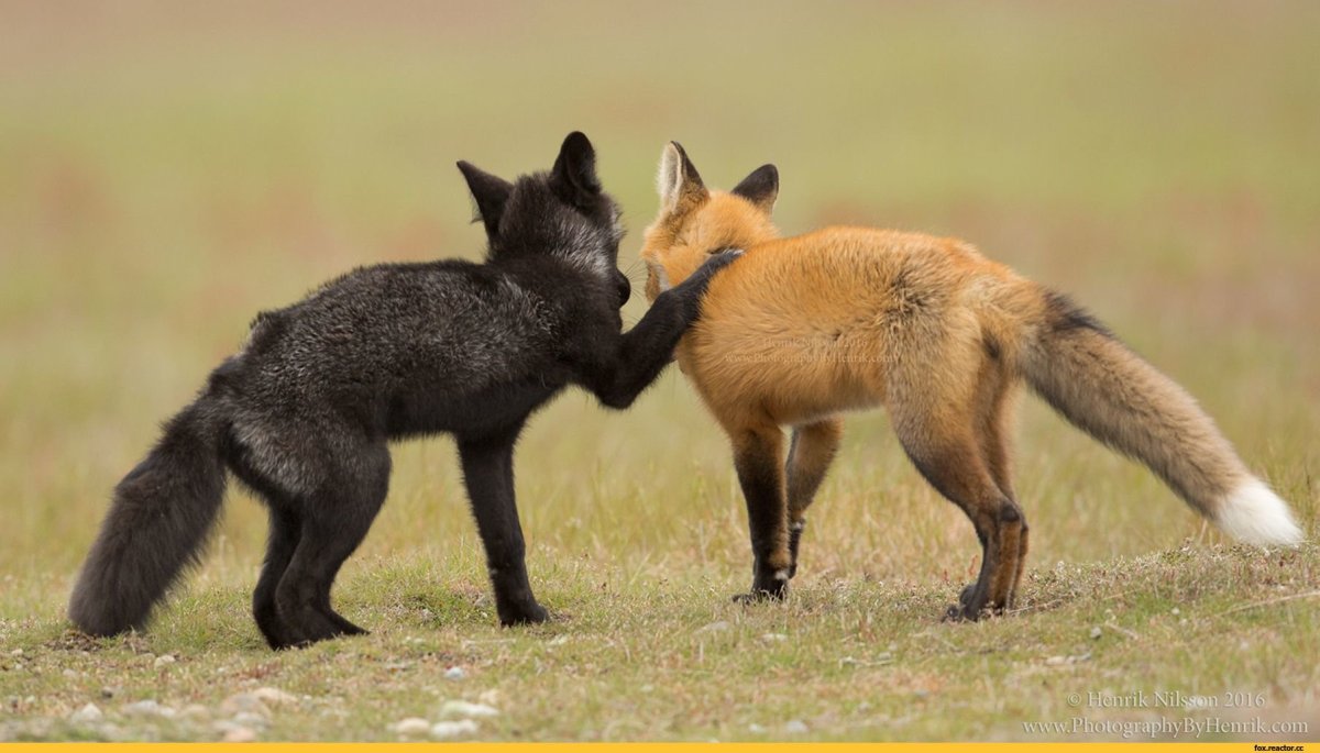Чернобурка и рыжая лиса