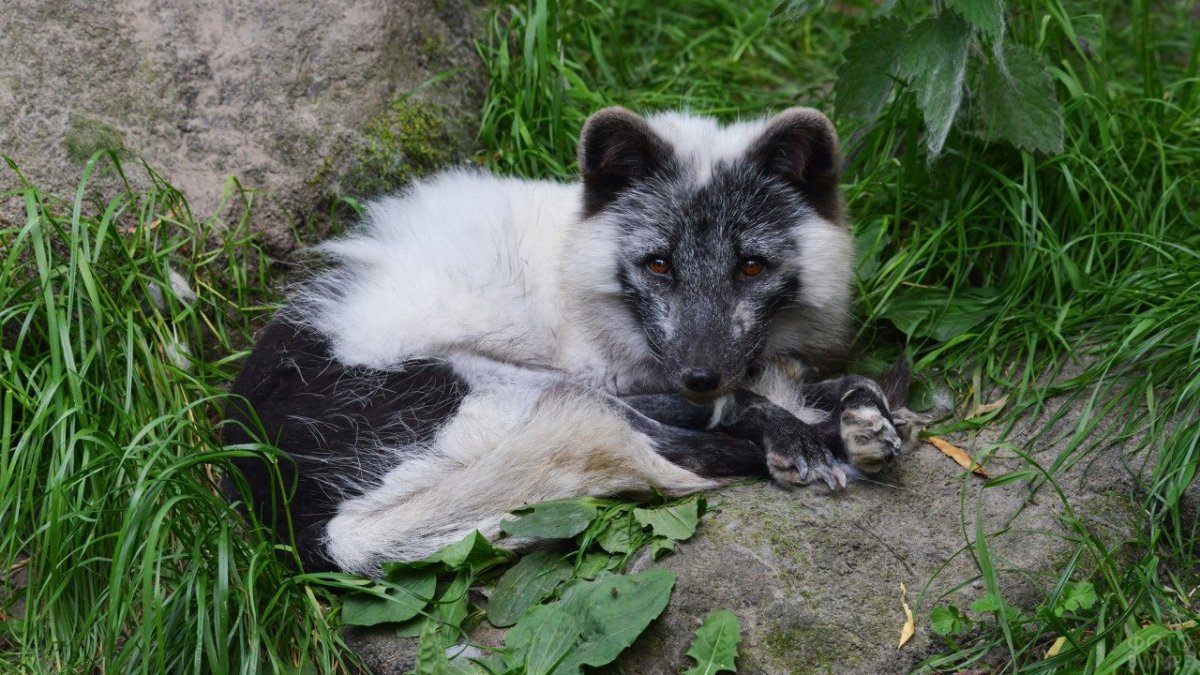 Канадская чернобурая лиса