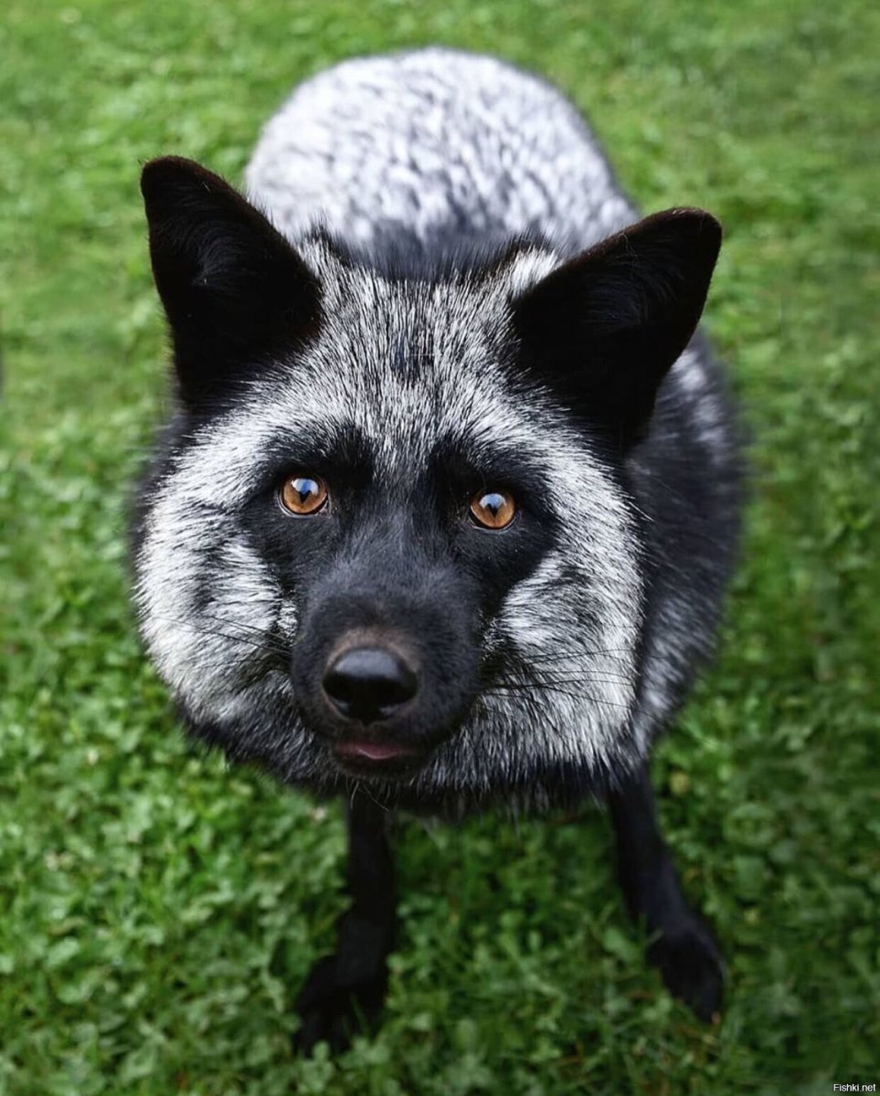 Серебристо-черная лисица