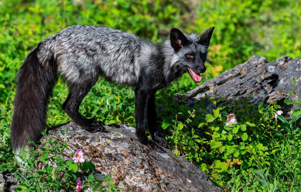 Песец и чернобурая лиса