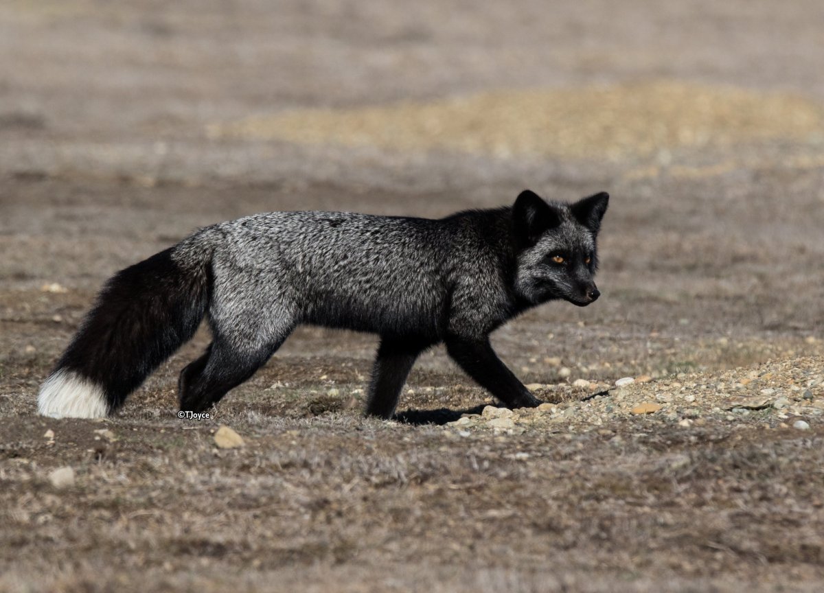 Канадская чернобурая лиса