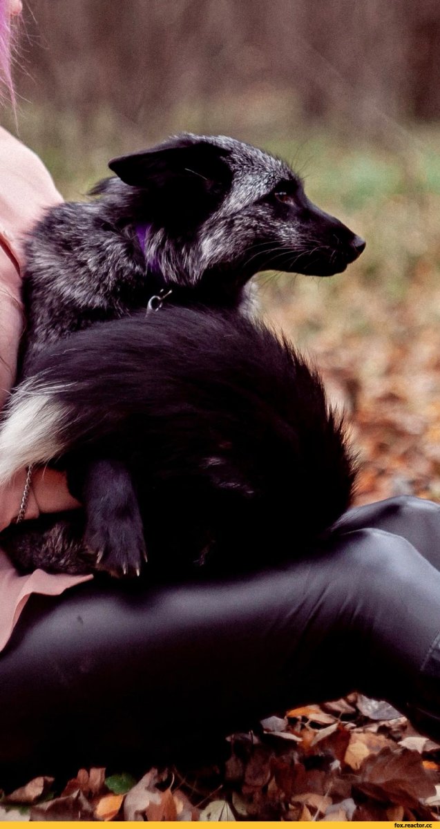 Домашняя лиса чернобурка