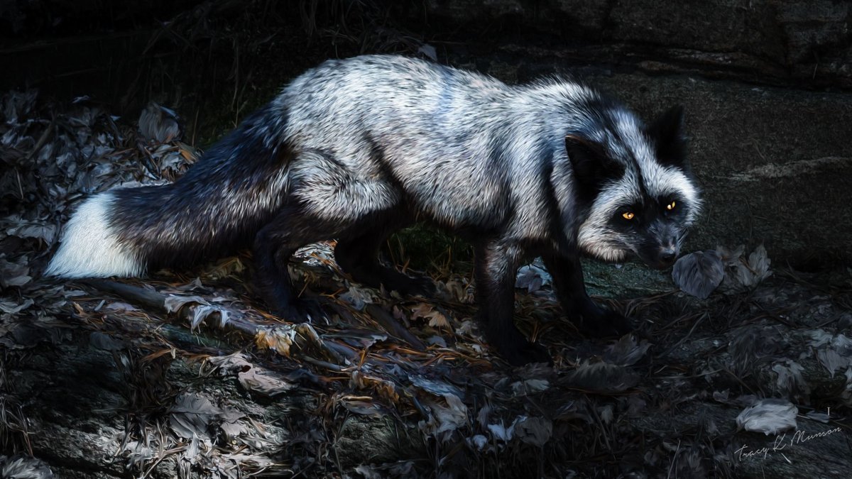 Silver Fox animal