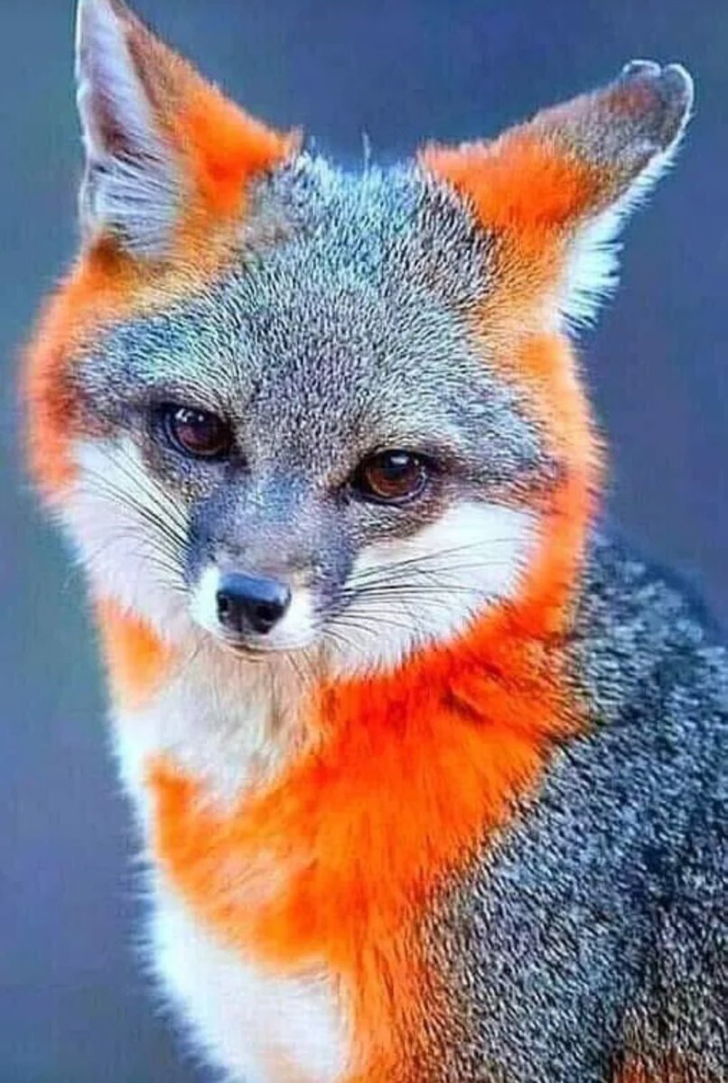 Лиса фото с подписью