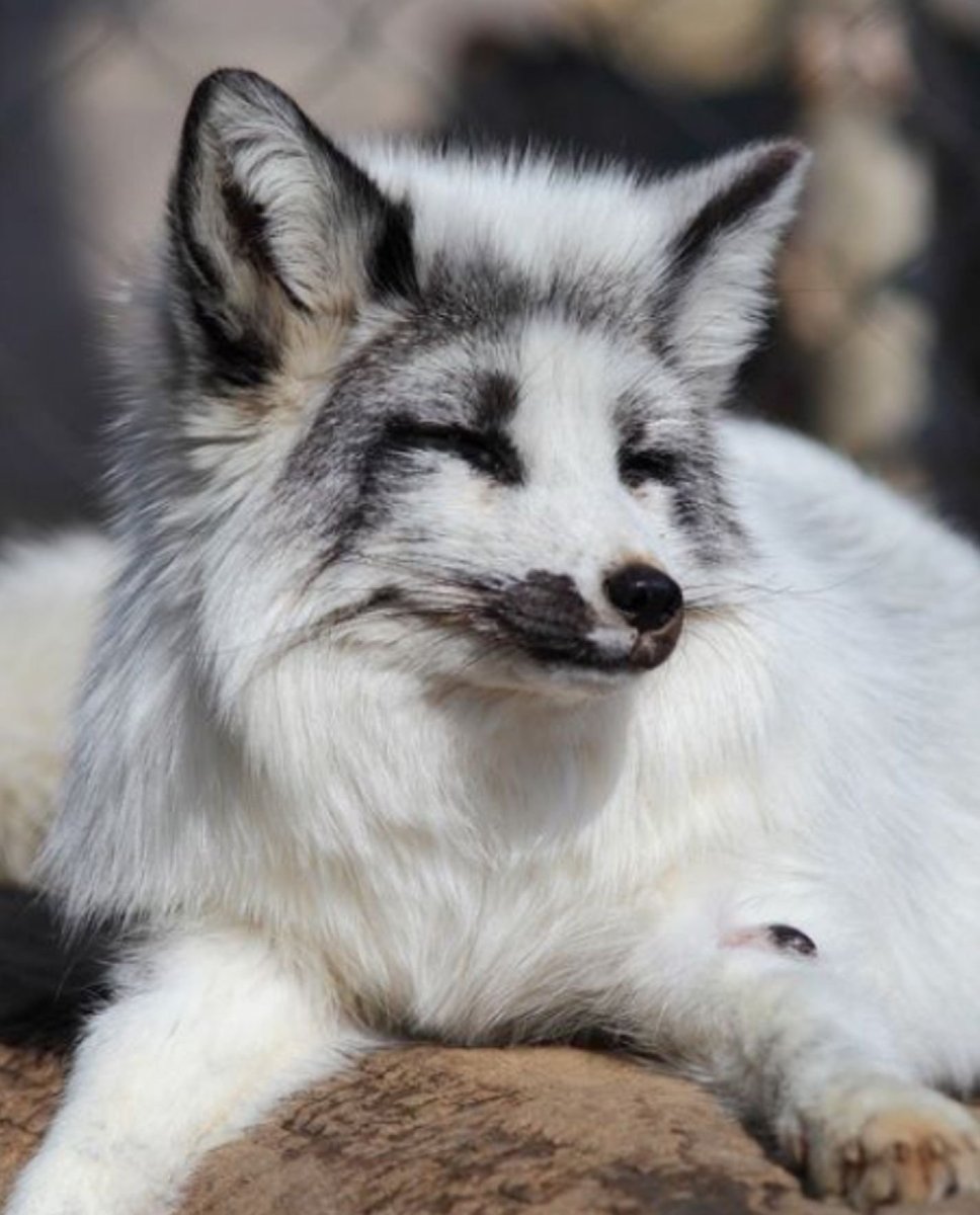 Arctic Marble Fox