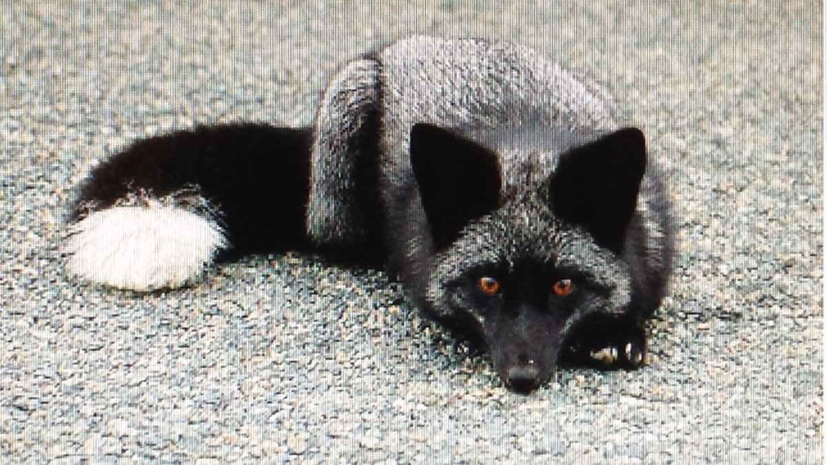 Серебристо черная лиса домашняя