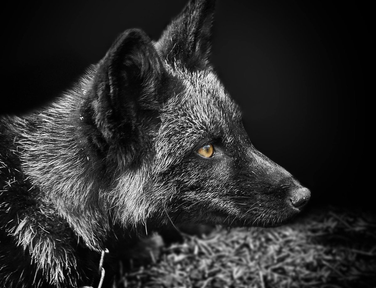 Лиса чернобурка