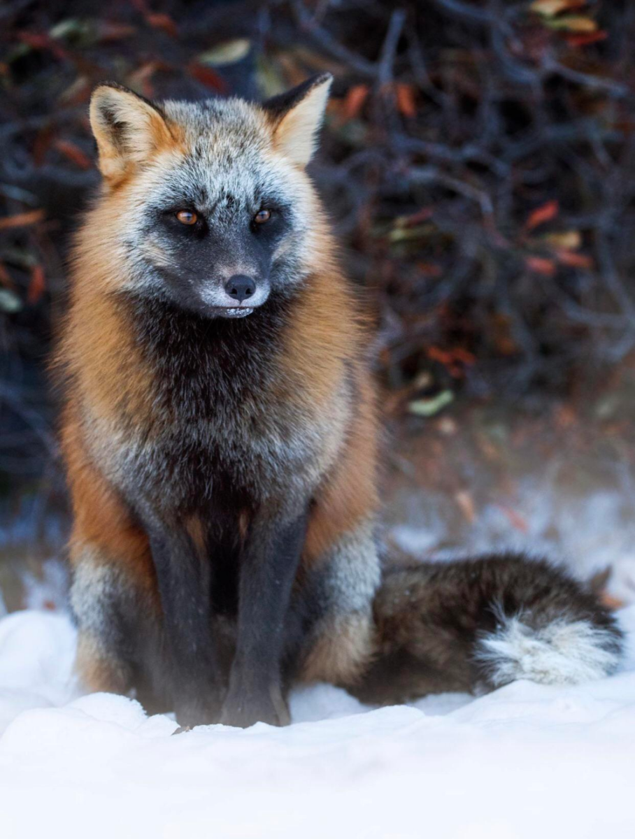 Чернобурая лисица