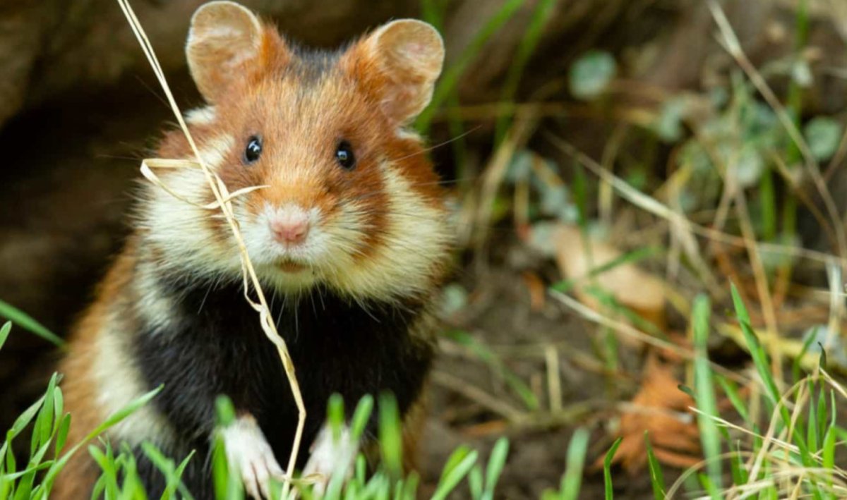 Обыкновенный хомяк Cricetus Cricetus