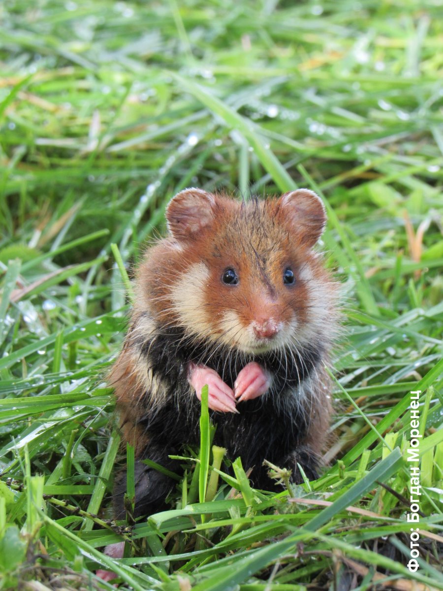 Обыкновенный хомяк карбыш